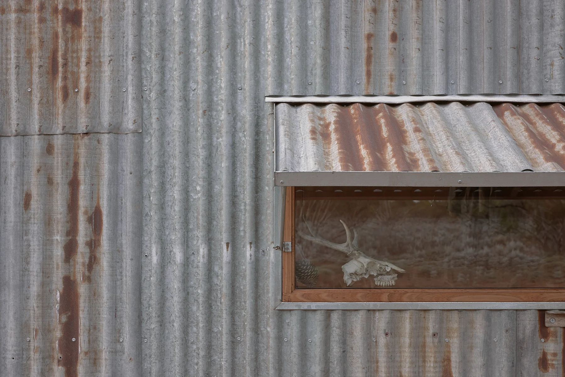 Ample Brumby - Image 16